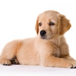 Un chien